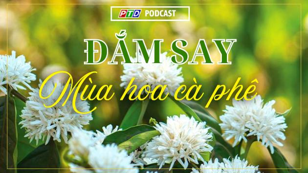 Đắm say mùa hoa cà phê