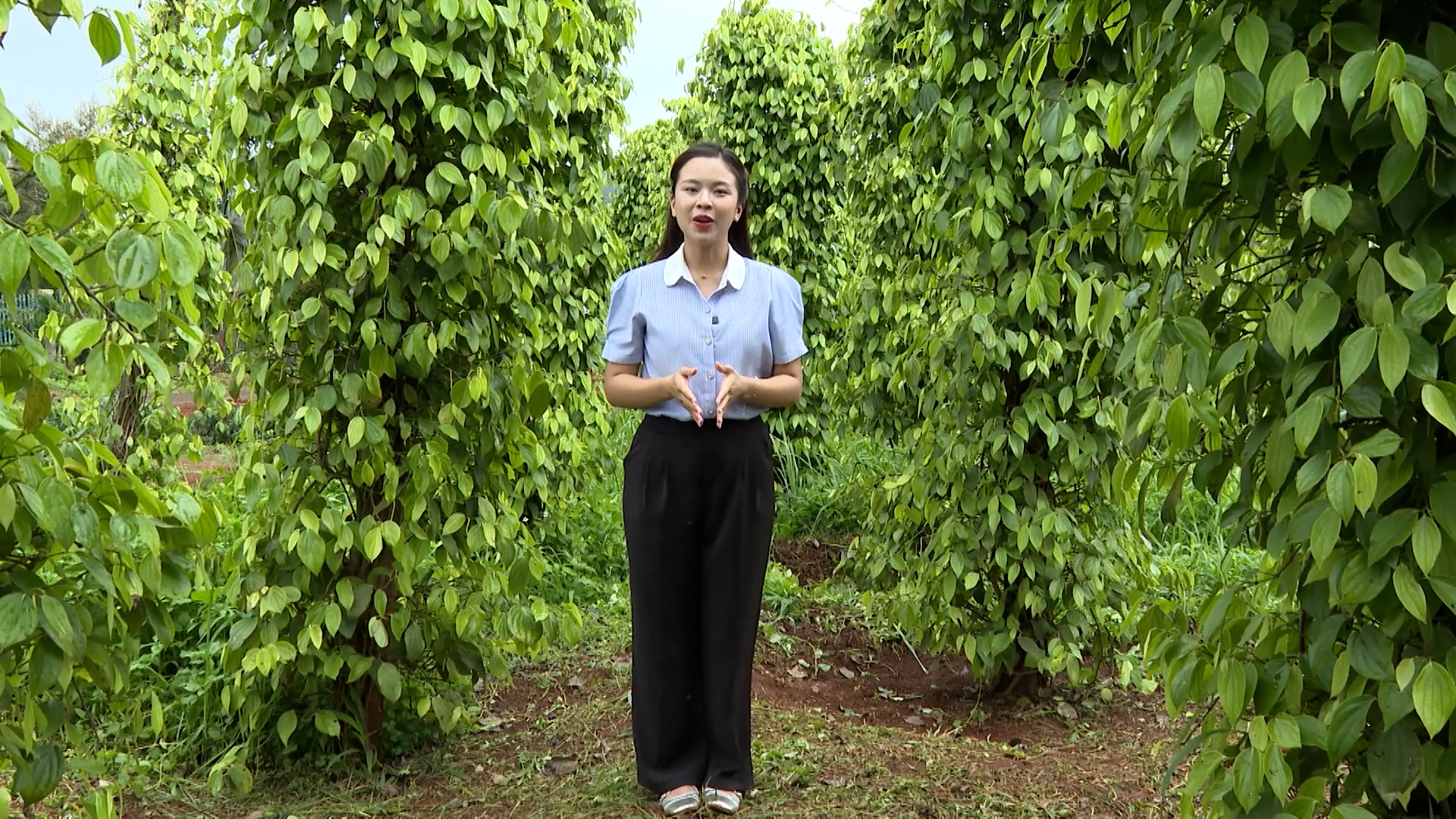Canh tác thông minh ngày 9/6/2026