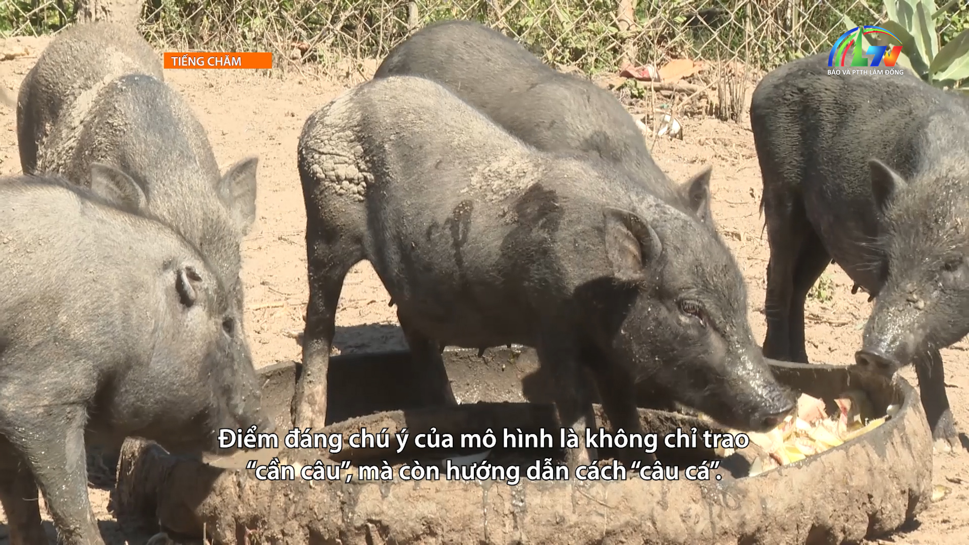 Tiếng chăm ngày 13/4/2026