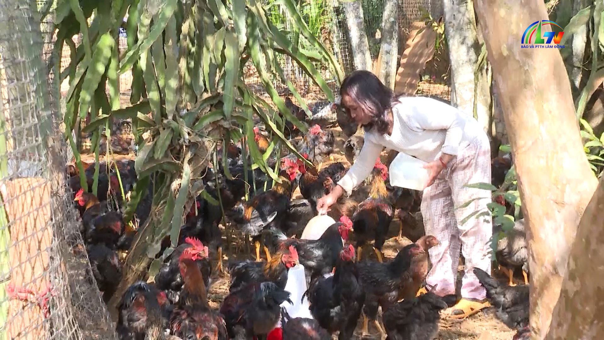 Chương trình M'nông ngày 22/1/2026