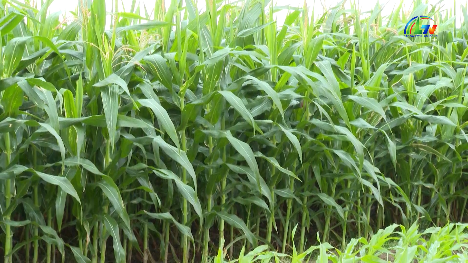 Chương trình M'nông ngày 23/1/2026