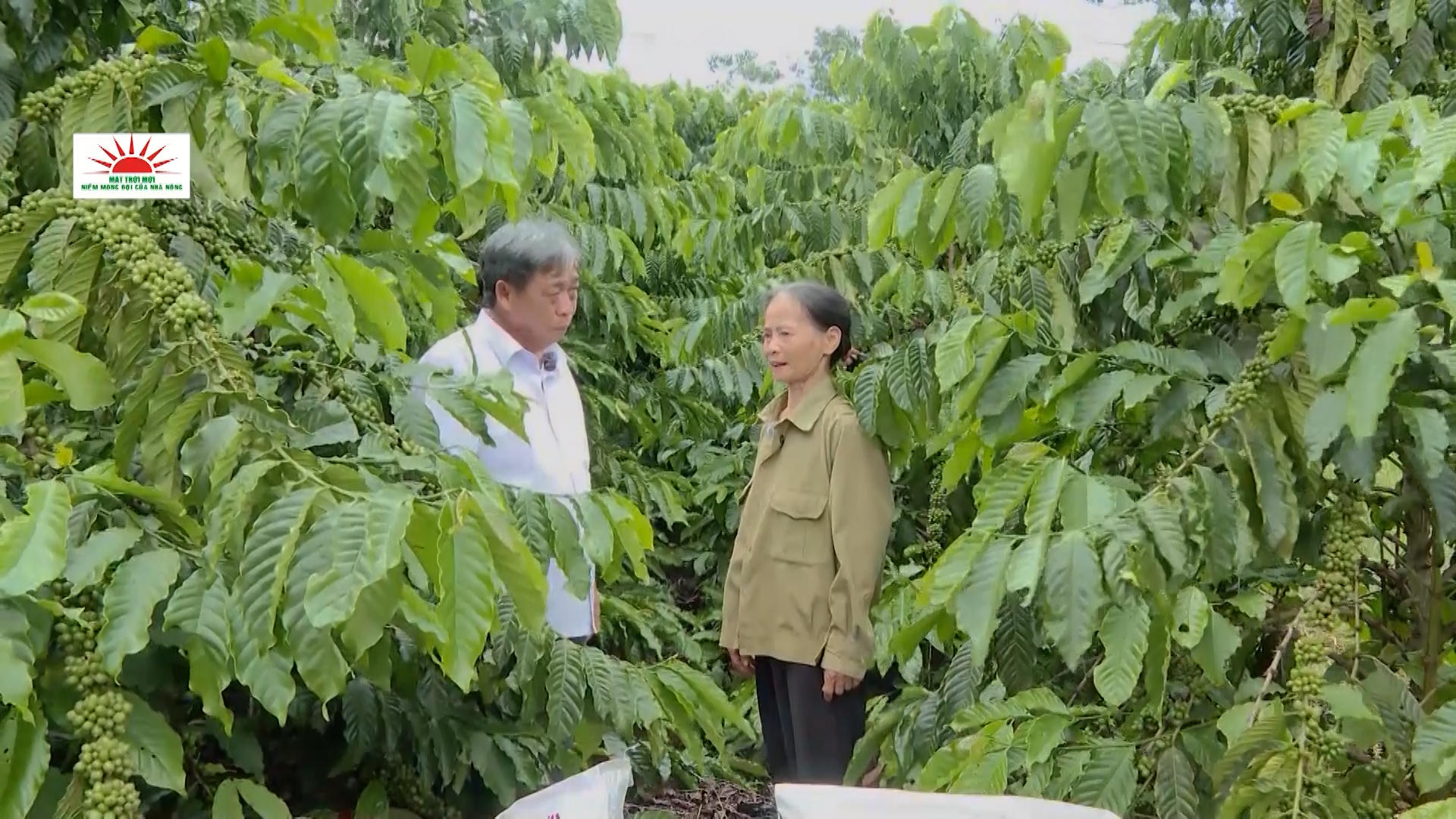 Mặt trời mới cùng nhà nông làm giàu ngày 21/8/2026