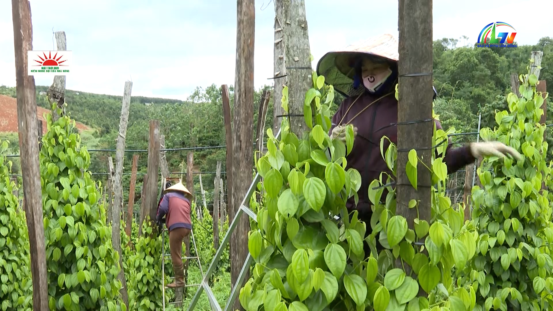 Mặt trời mới cùng nhà nông làm giàu ngày 24/5/2026