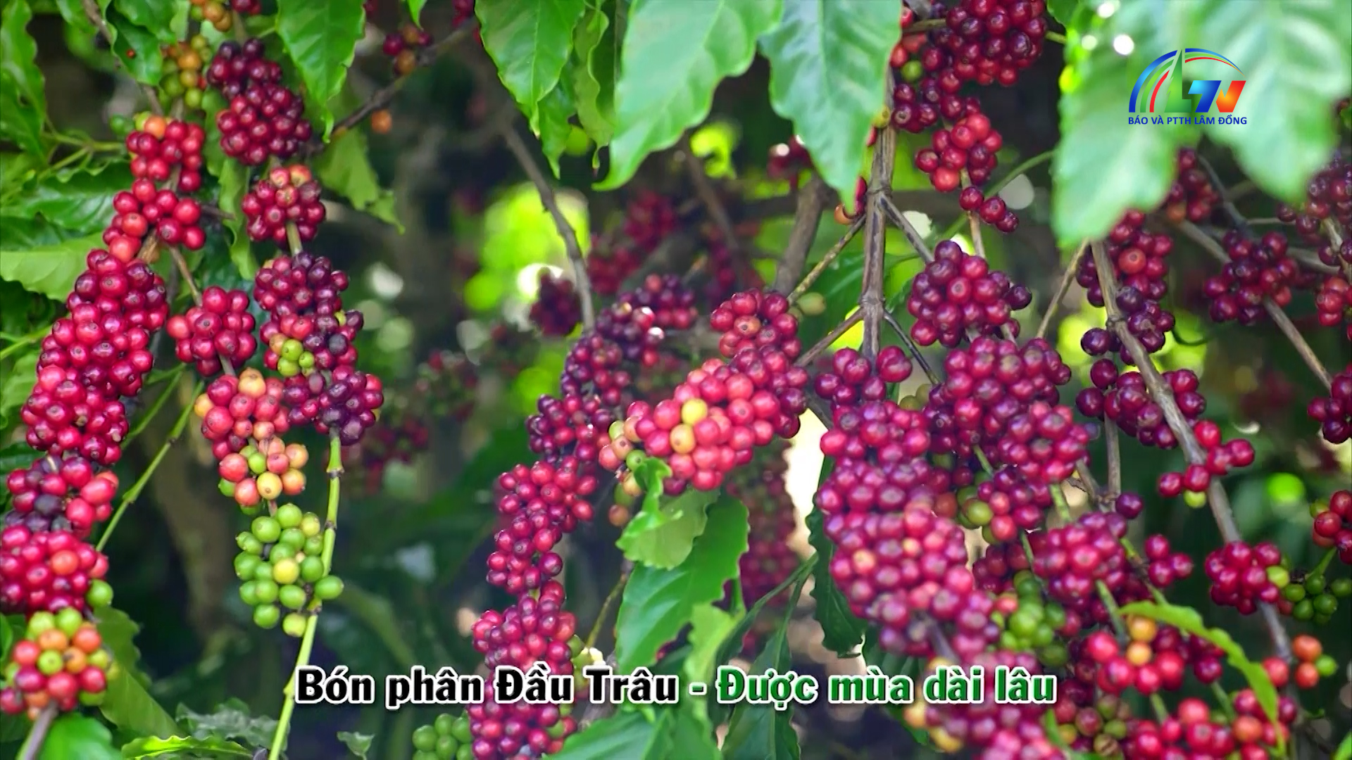 Canh tác thông minh ngày 23/6/2026