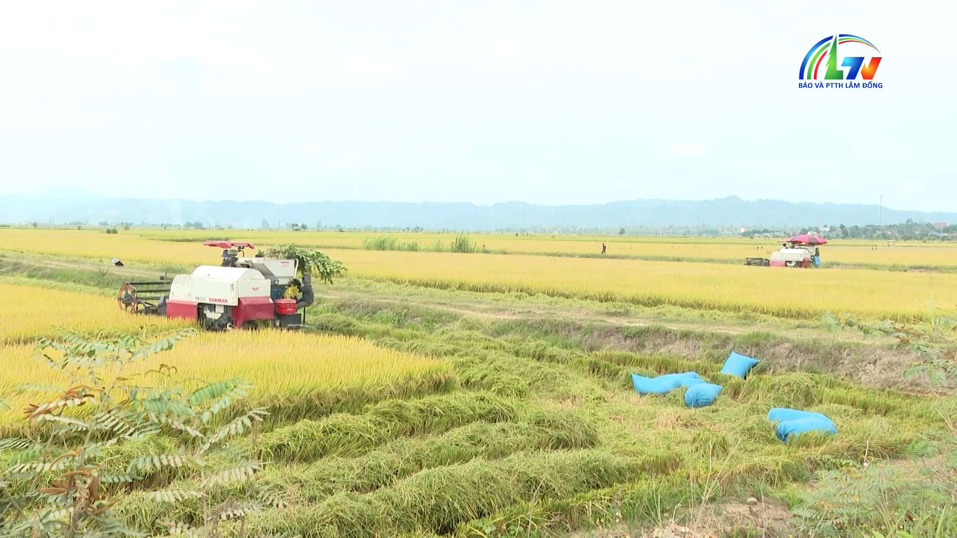 Nông thôn mới ngày 24/5/2026