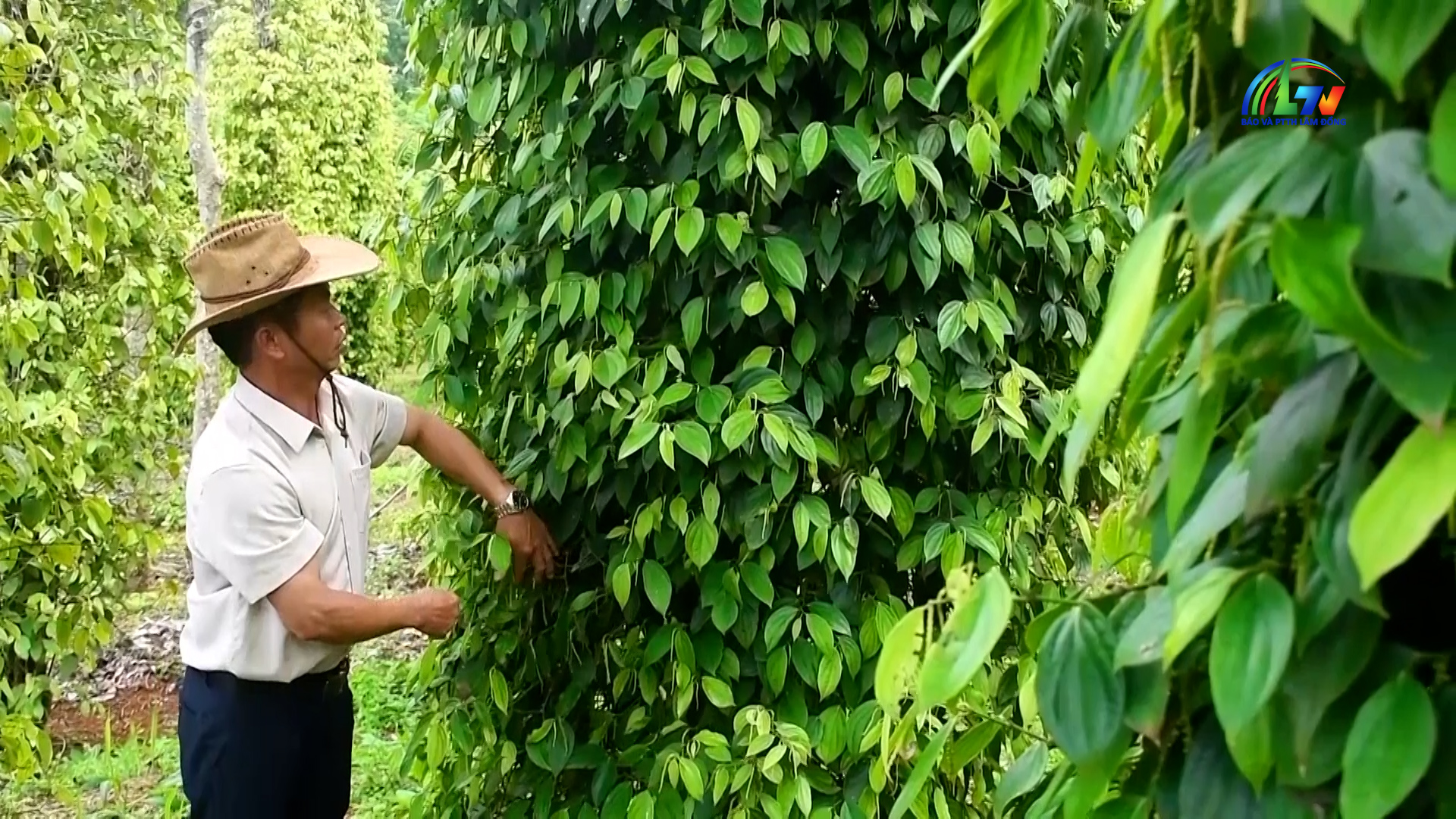 Chào ngày mới ngày 27/7/2026