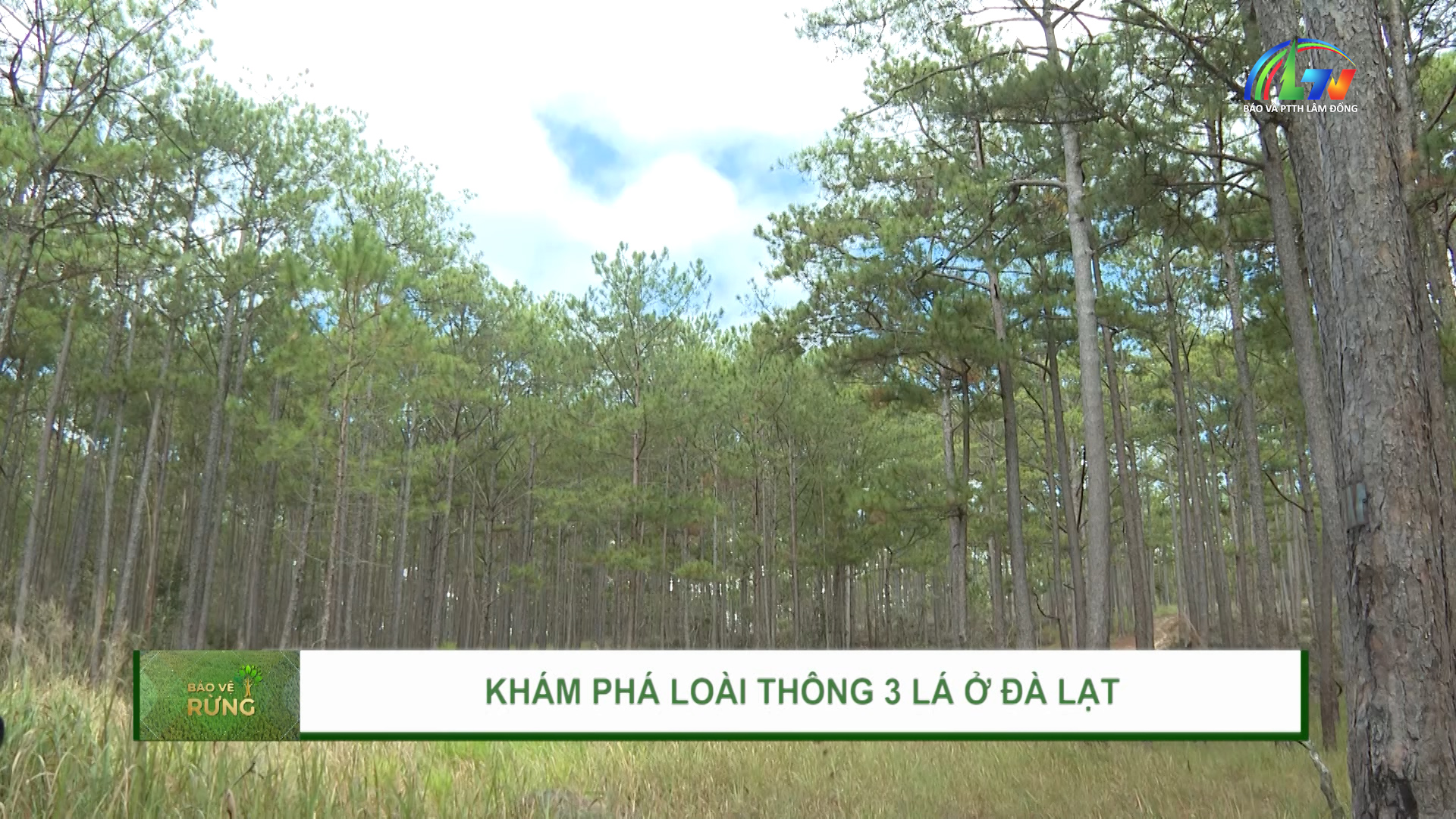 Bảo vệ rừng ngày 29.1.2026