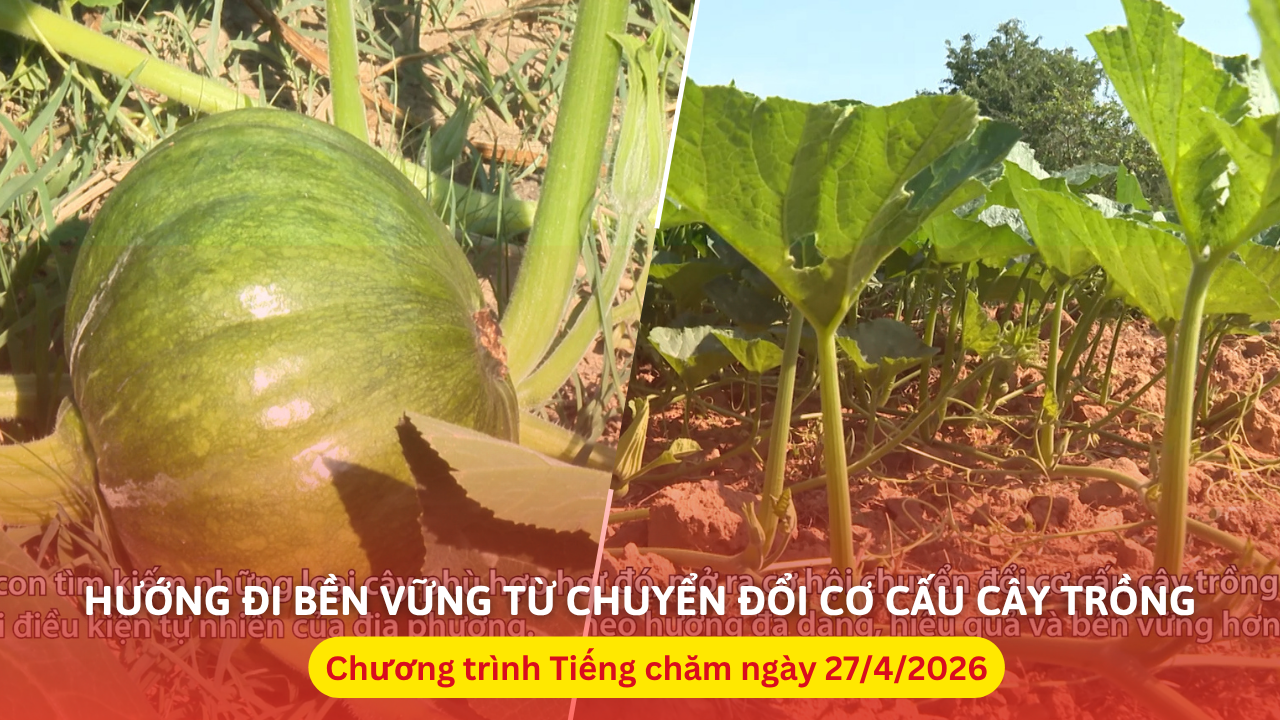 Hướng đi bền vững từ chuyển đổi cơ cấu cây trồng