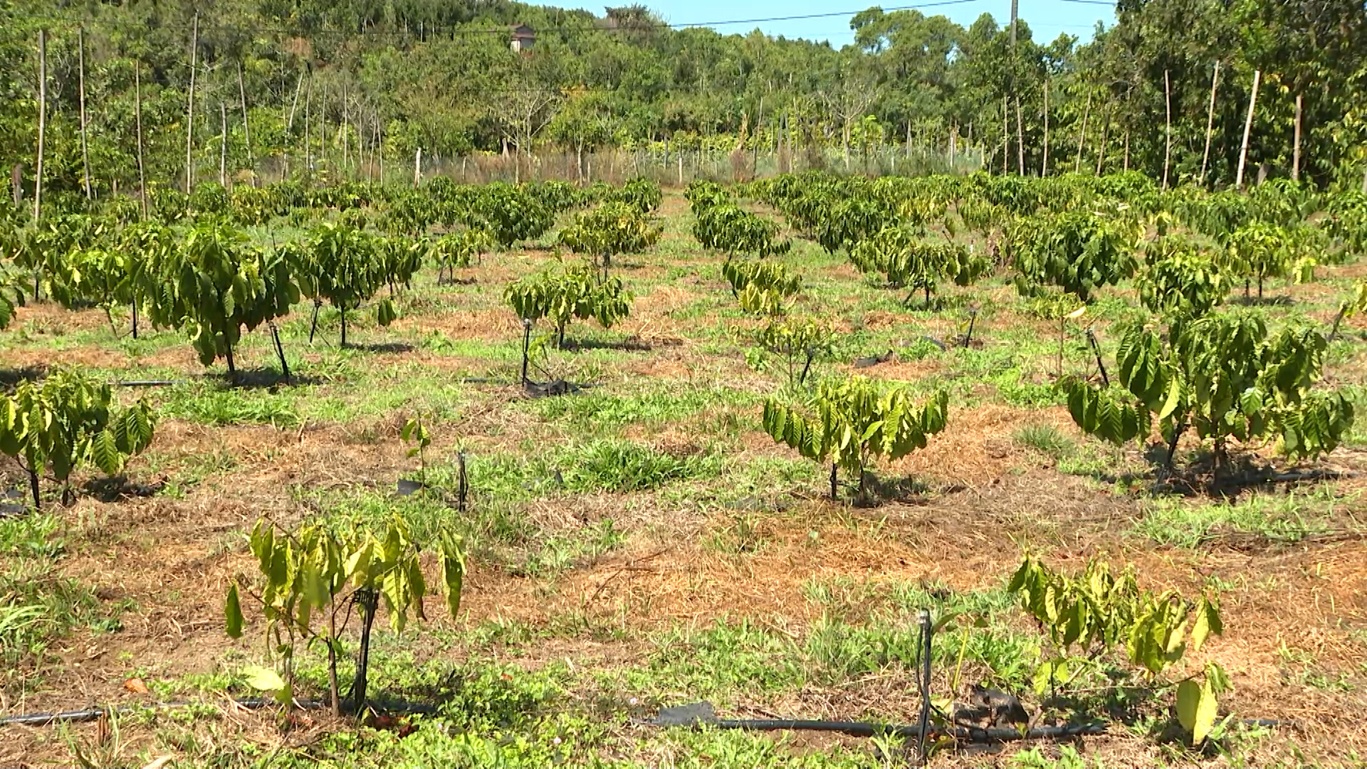 Nông thôn mới ngày 29/3/2026